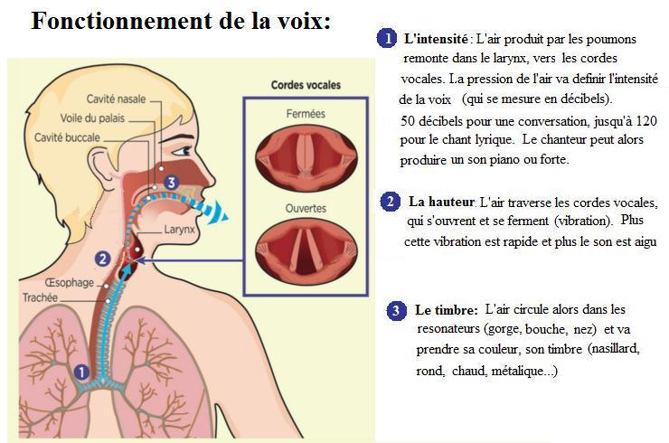 Η ανθρώπινη φωνή ως το αρχαιότερο μουσικό όργανο. Η παραγωγή του ήχου στη φωνητική μουσική βασίζεται σε έναν φυσικό ακουστικό μηχανισμό, όπου η αεροδυναμική δόνηση των φωνητικών χορδών ενισχύεται οργανικά από τα αντηχεία του σώματος (θώρακας, φάρυγγας, ρινική και στοματική κοιλότητα).