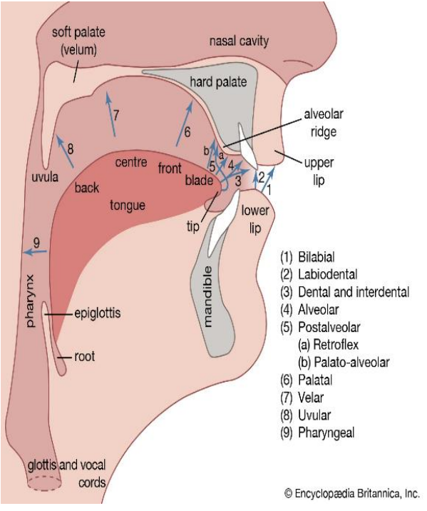 Διάγραμμα το οποίο απεικονίζει τη θέση των ανθρώπινων φωνητηρίων οργάνων και τις πιθανές θέσεις της άρθρωσης που χρησιμοποιούνται για την ομιλία. 1. Διχειλικό 2. Χειλοδοντικό 3. Οδοντικό και μεσοδοντικό 4. Φατνιακό 5. Μεταφατνιακό&nbsp;(α) Οπισθοφατνιακό (β) Ουρανοφατνιακό 6. Ουρανικό 7. Υπερωικό 8. Σταφυλικό 9. Φαρυγγικό.